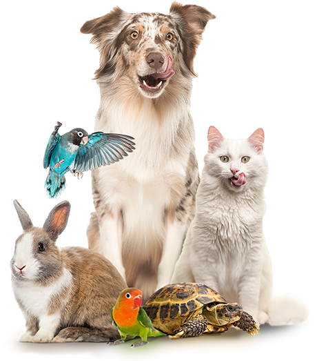 CrazyPet Mascotas