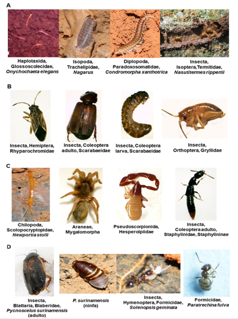 Macro Fauna