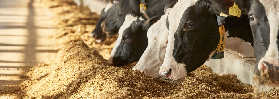 Raw Animal Nutrition